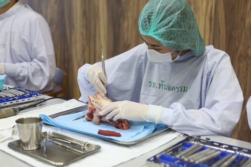 โครงการฝึกปฏิบัติการ Periodontal surgery ในขากรรไกรหมู